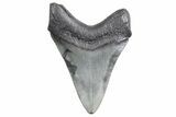 Fossil Megalodon Tooth - South Carolina #358989-1